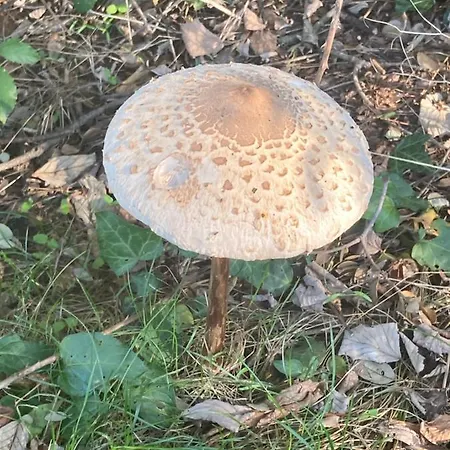 Casa vacanze Aventura I *