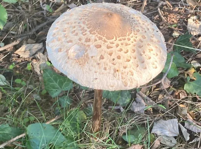 Дом отдыха Aventura I *